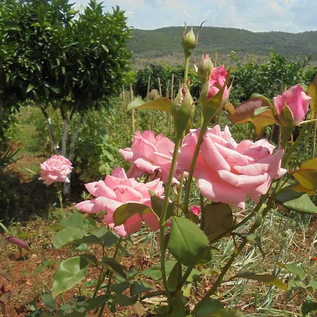 Vila Ari * بورش